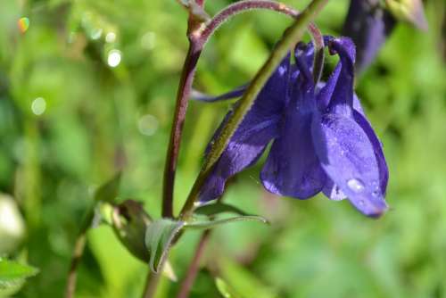 Columbine Aquilegia Flower Purple Wild Close-Up