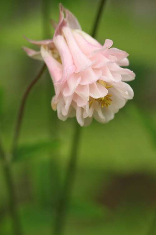 Columbine Blossom Bloom Flower Light Pink Flora