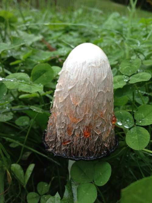 Comatus Mushroom Herbs Nature Plant