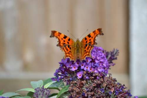 Comma Butterfly Insect Orange Ragged Wing