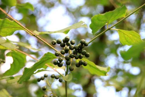 Common Cornus Dogwood Leaves Raw Sanguinea Unripe