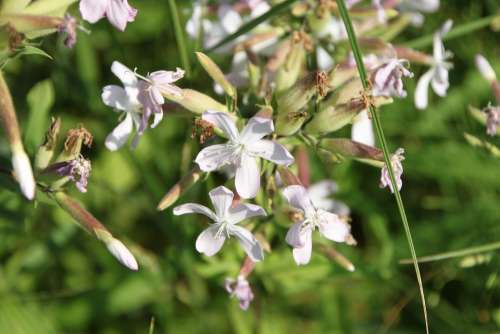 Common Flowers Officinalis Saponaria Soapwort