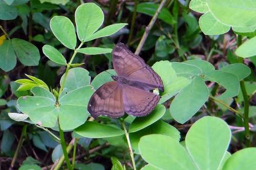 Common Baron Butterfly Euthalia Aconthea Baron