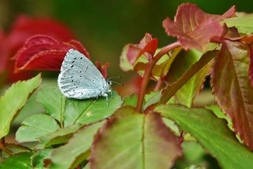 Common Blue Butterflies Common Bläuling Blue