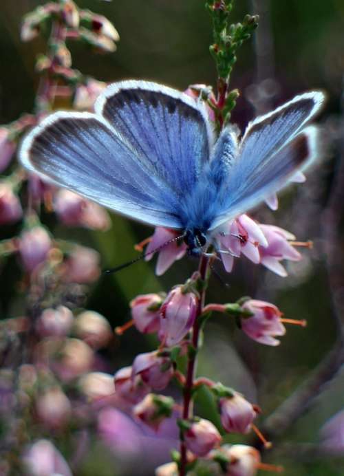 Common Blue Butterfly Butterflies Blue Heather