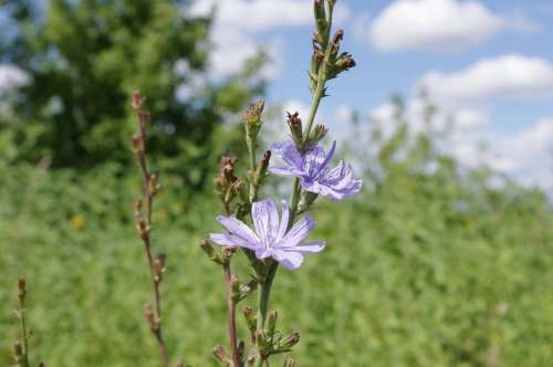 Common Chicory Flower Field Meadow Russia