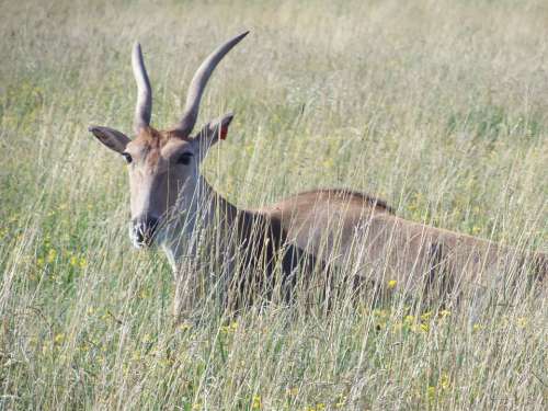 Common Eland The Wilds Antelope Africa Wildlife