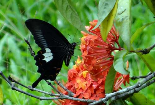 Common Mormon Butterfly Papilio Polytes Swallowtail