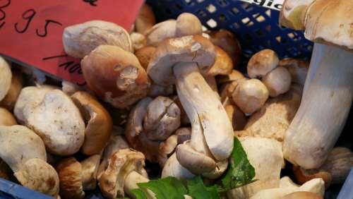 Common Mushroom Boletus Edulis Mushroom Herrenpilz