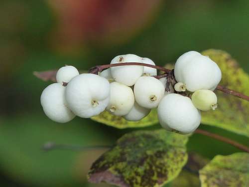 Common Snowberry Berries White Symphoricarpas Albus