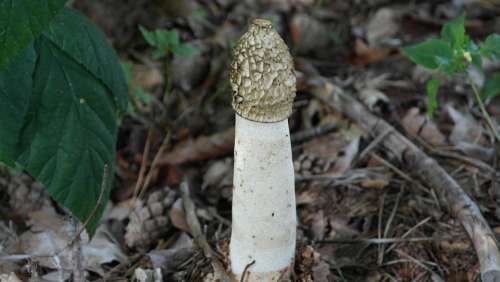 Common Stinkmorchel Mushroom Morel Forest Phallales
