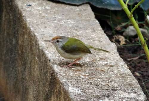 Common Tailorbird Orthotomus Sutorius Songbird Bird