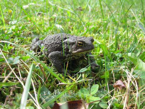 Common Toad Toad Animal Garden Animal Lover Eyes