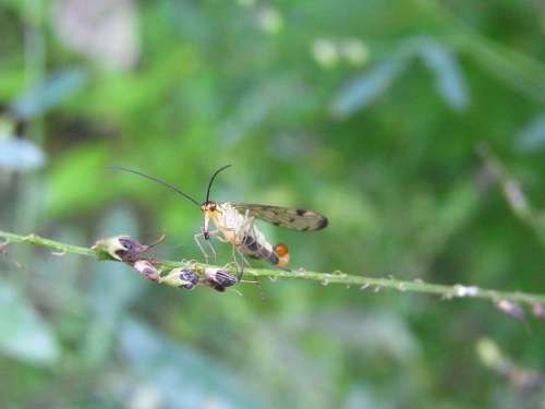 Communis Panorpidae Schnabelfliege Insect Animal