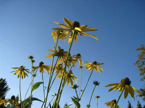 Coneflower Flowers Yellow Summer Sky Blue Blue