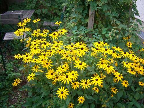 Coneflower Rudbeckia Fulgida Blossom Bloom Yellow