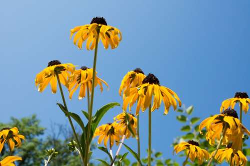 Coneflower Flowers Sky Flower Nature Plant Leaves