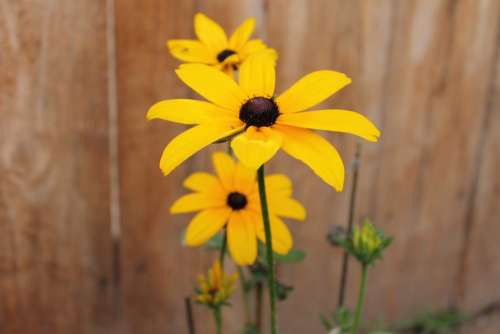 Coneflower Sunflower Flower Yellow Beautiful