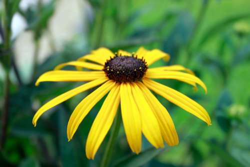 Coneflower Rudbeckia Blossom Bloom Yellow Flower