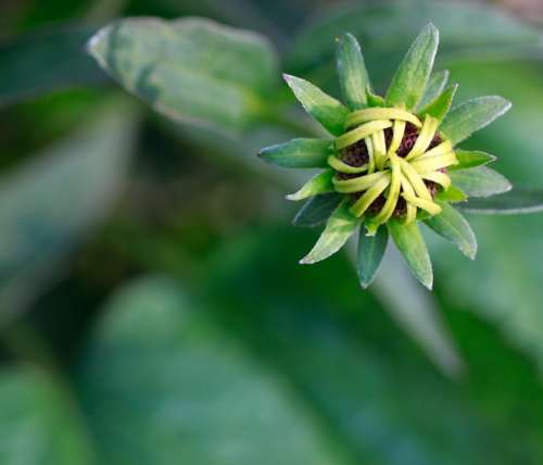 Coneflower Rudbeckia Bud Blossom Bloom Plant