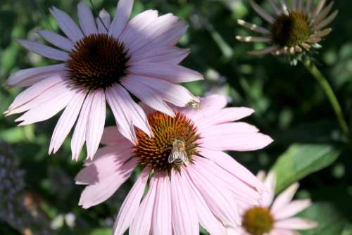 Coneflower Insect Summer Blossom Bloom Garden