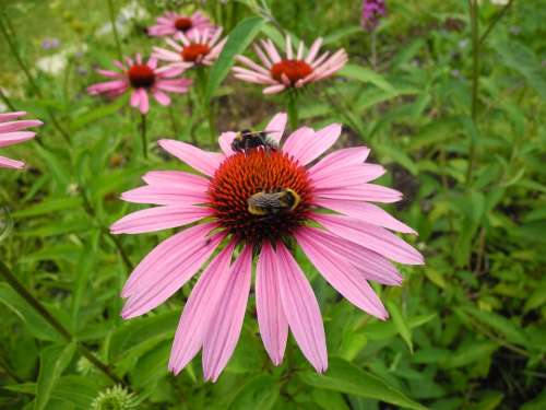 Coneflower Bumblebees Bees Pollination Nectar