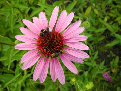 Coneflower Bumblebees Bees Pollination Nectar