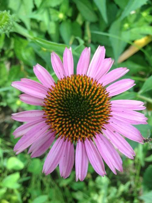 Coneflower Purple Yellow Summer Flower Garden