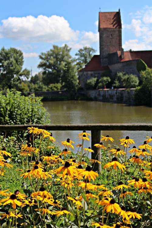 Coneflower Summer Plant Yellow Coneflower Bloom