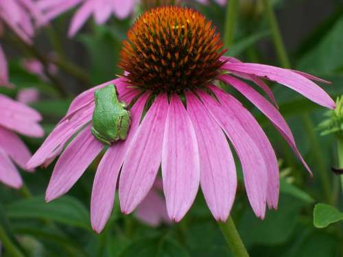 Coneflower Frog Flower Nature Echinacea Lilac