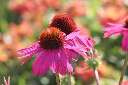 Coneflowers Flower Garden Natural Echinacea Pink