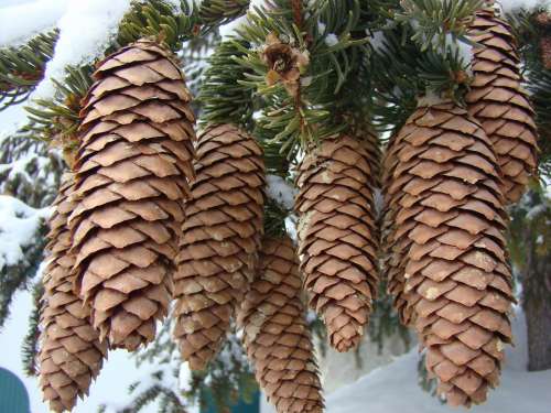Cones Evergreens Winter Snow Tree