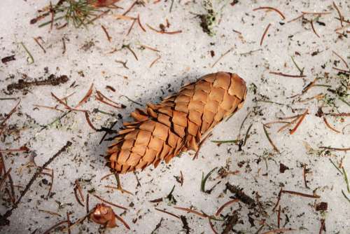 Cones Frozen Snow Spruce White Winter