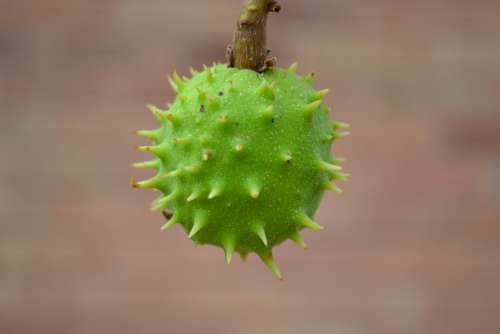 Conker Chestnut Horse Chestnut Green Spiky Seed