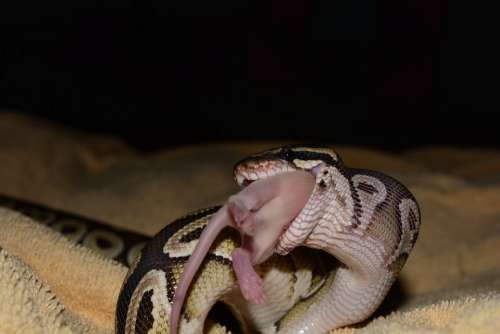 Constrictor Python Snake Animal Eat Rat Full