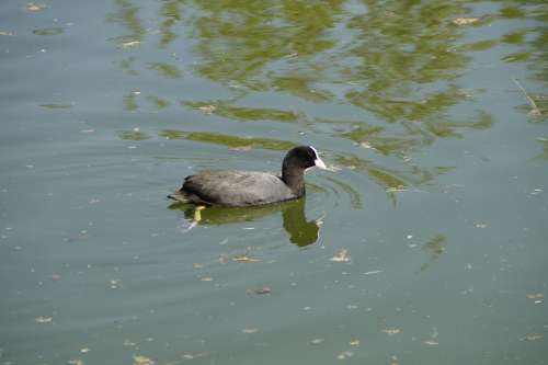 Coot Ralle Water Bird Bird Black Lake Animal