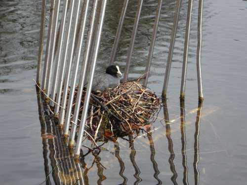 Coot Nest Breed Swim Water Waterfowl Ralle Cage
