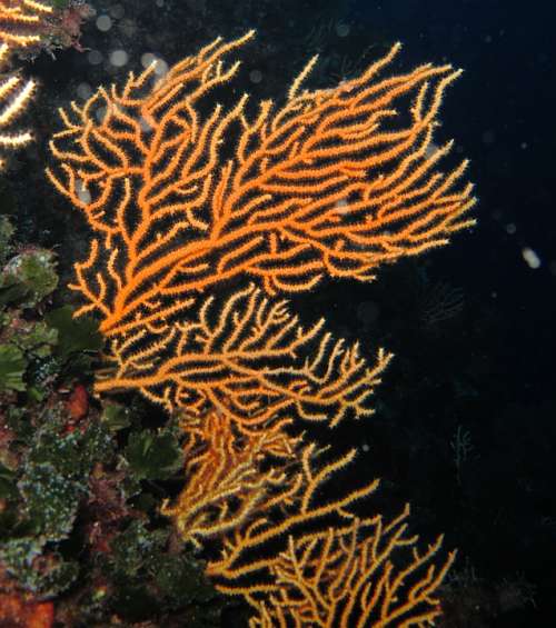 Coral Mediterranean Divers Underwater Nature