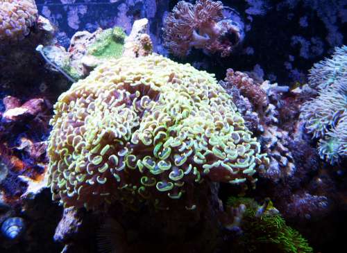 Coral Underwater Ocean Sea Meeresbewohner Nature