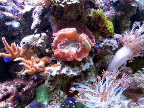 Coral Underwater Ocean Sea Meeresbewohner Nature