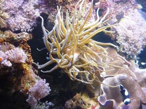 Coral Underwater Aquarium Water Diving