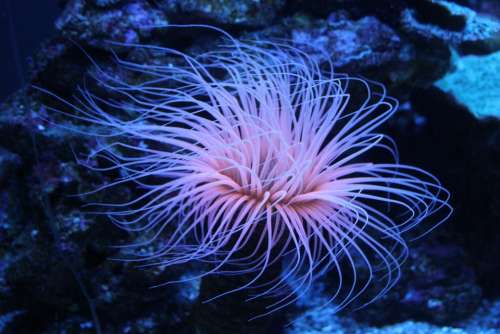 Coral Underwater Pink Animal Kingdom Tentacle