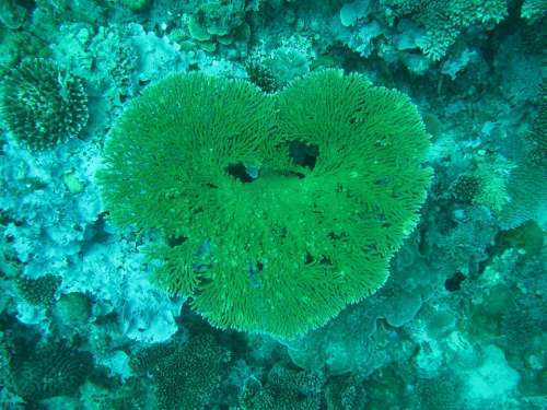 Coral Maldives Sea Sea ​​Bed Heart