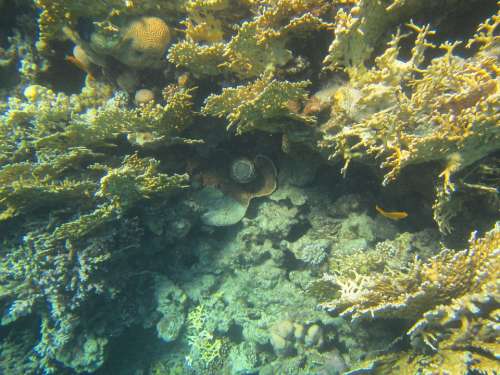 Coral Red Sea Egypt Diving