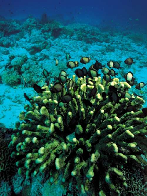 Coral Underwater Fish Diving Scuba