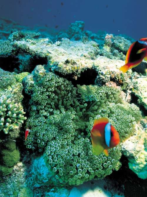 Coral Underwater Fish Diving Scuba