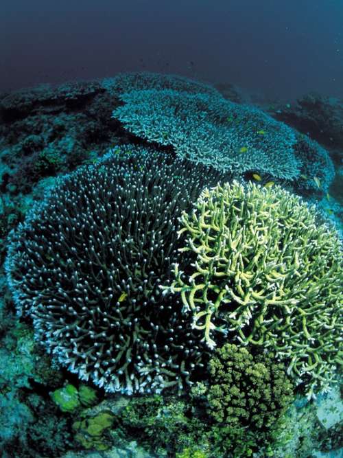 Coral Underwater Diving Scuba Marine