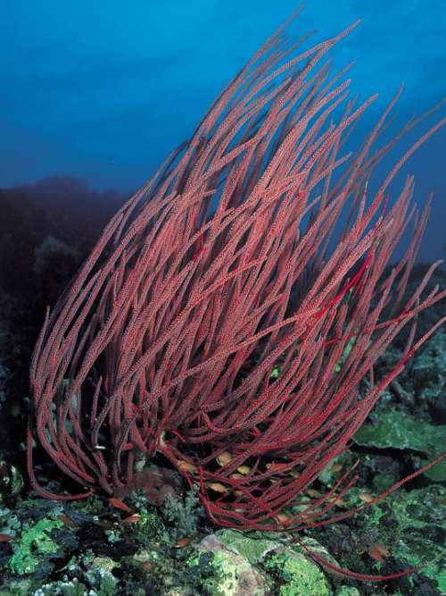 Coral Underwater Diving Scuba Red
