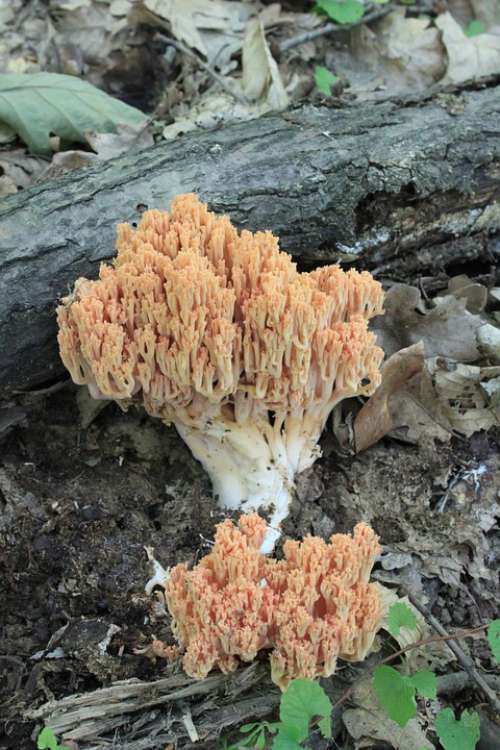 Coral Flava Fungi Gomphacea Ramaria Mushroom Fungi