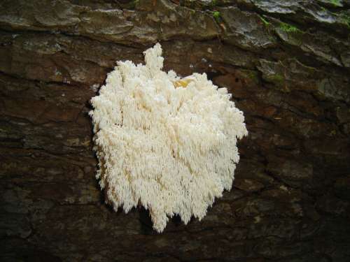 Coral Fungus Mushroom Bavarian Forest